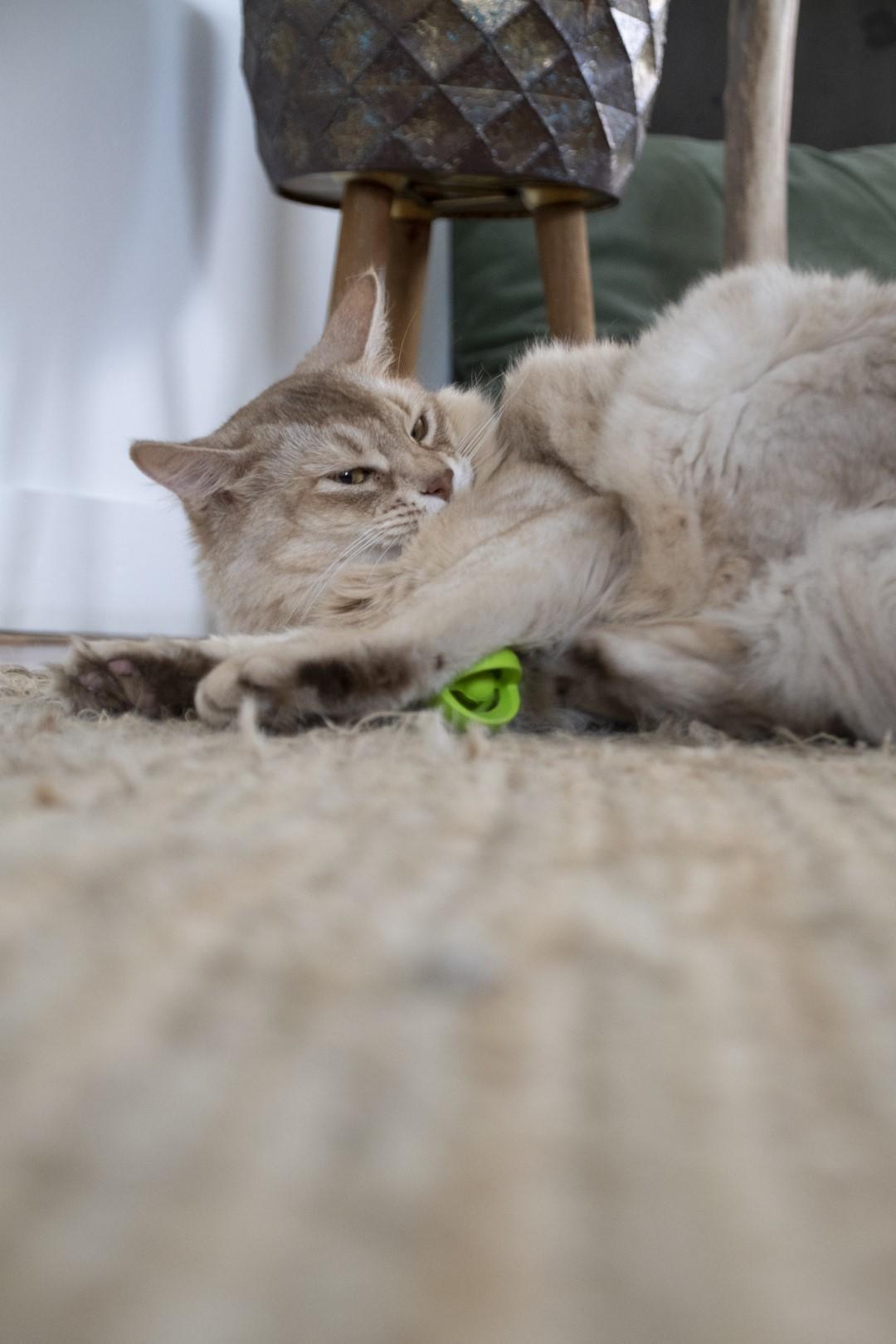 Wacky Wobbler Green ball cat toy