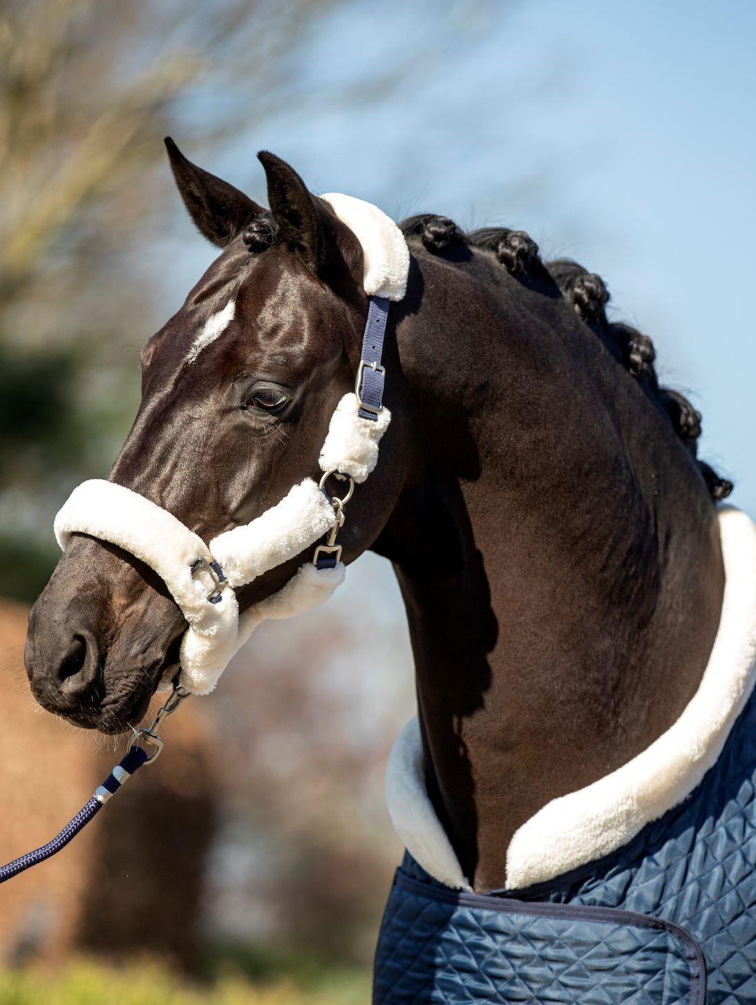Desir Showtime Headcollar, halter