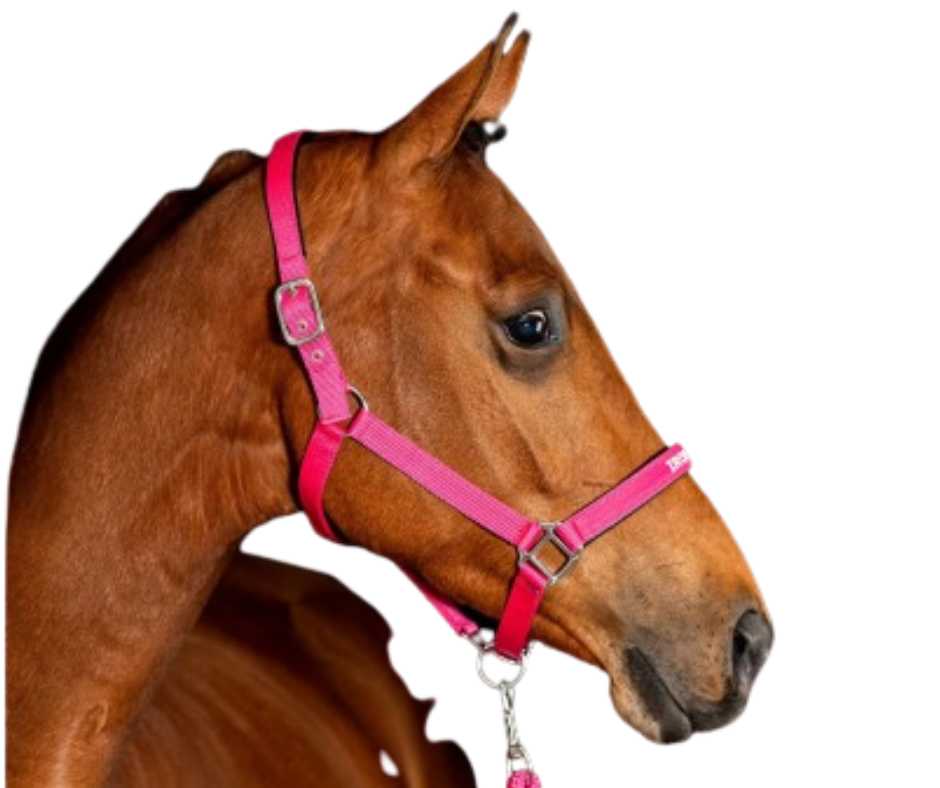 Betty Headcollar, halter