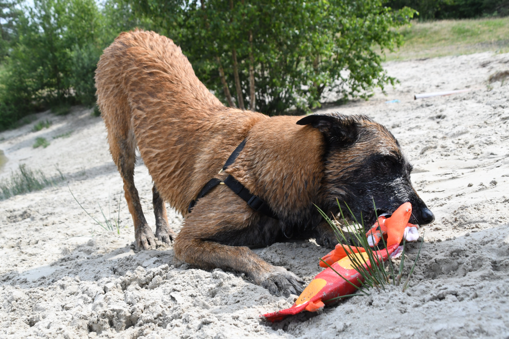 Strong medium dog toy chew toy made of fire hose