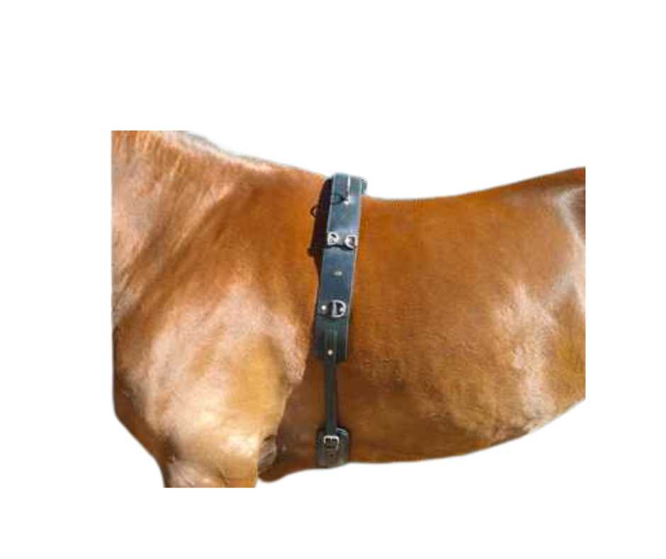 Tim training harness