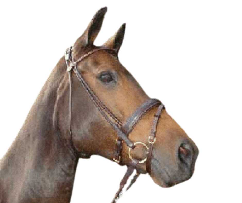 Torino bridle