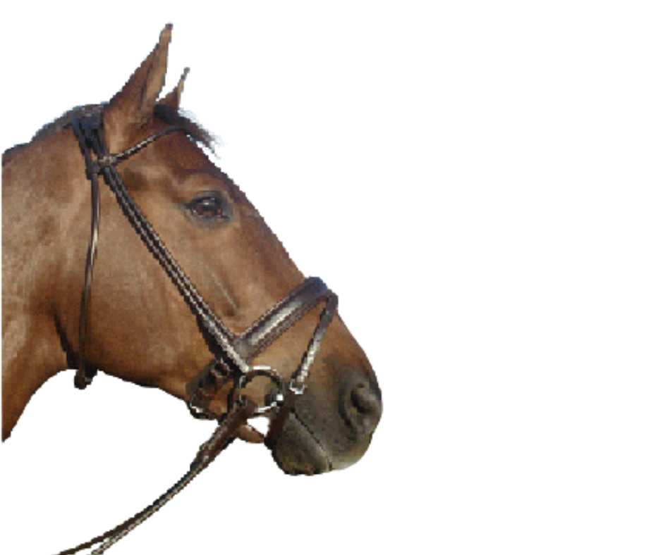 Glasgow bridle