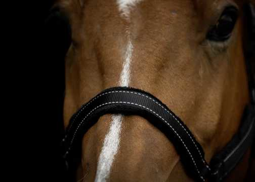 Monzo Headcollar, halter