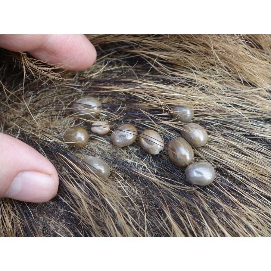 Bug repellent spray 50 EET 75 ml