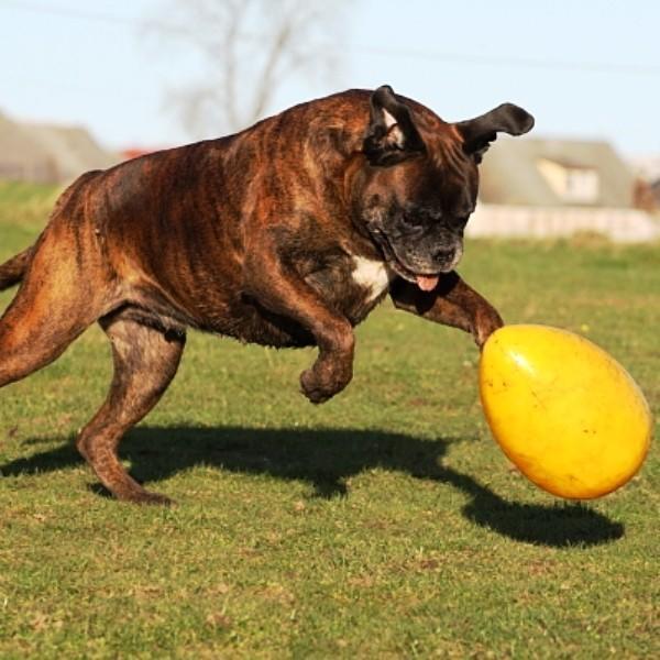 egg-shaped 20 cm yellow dog toy