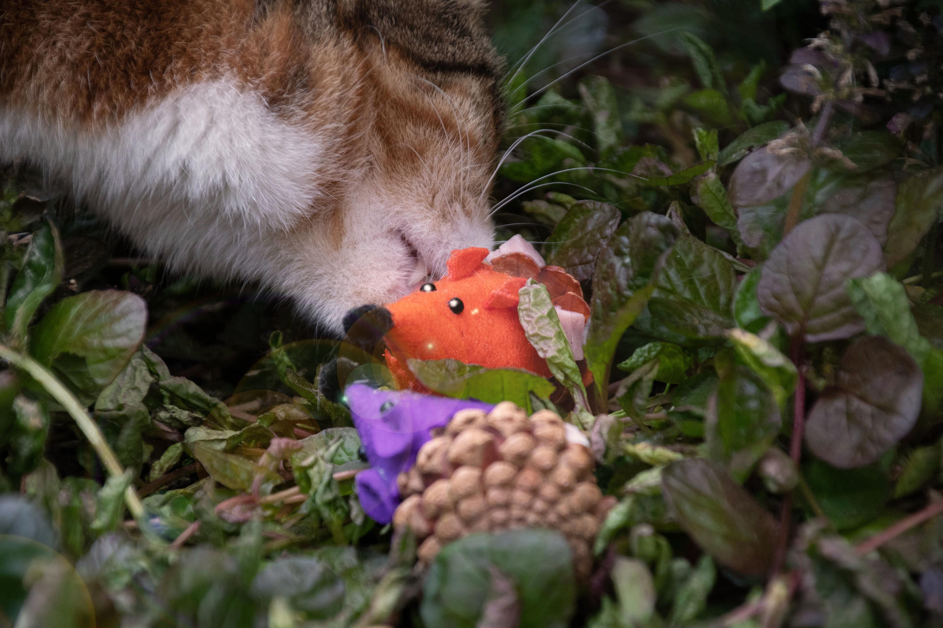 Mouse orange cat toy