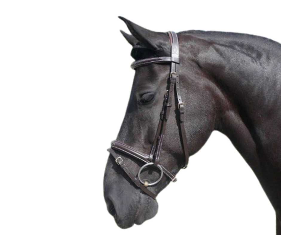 Showtime Design bridle