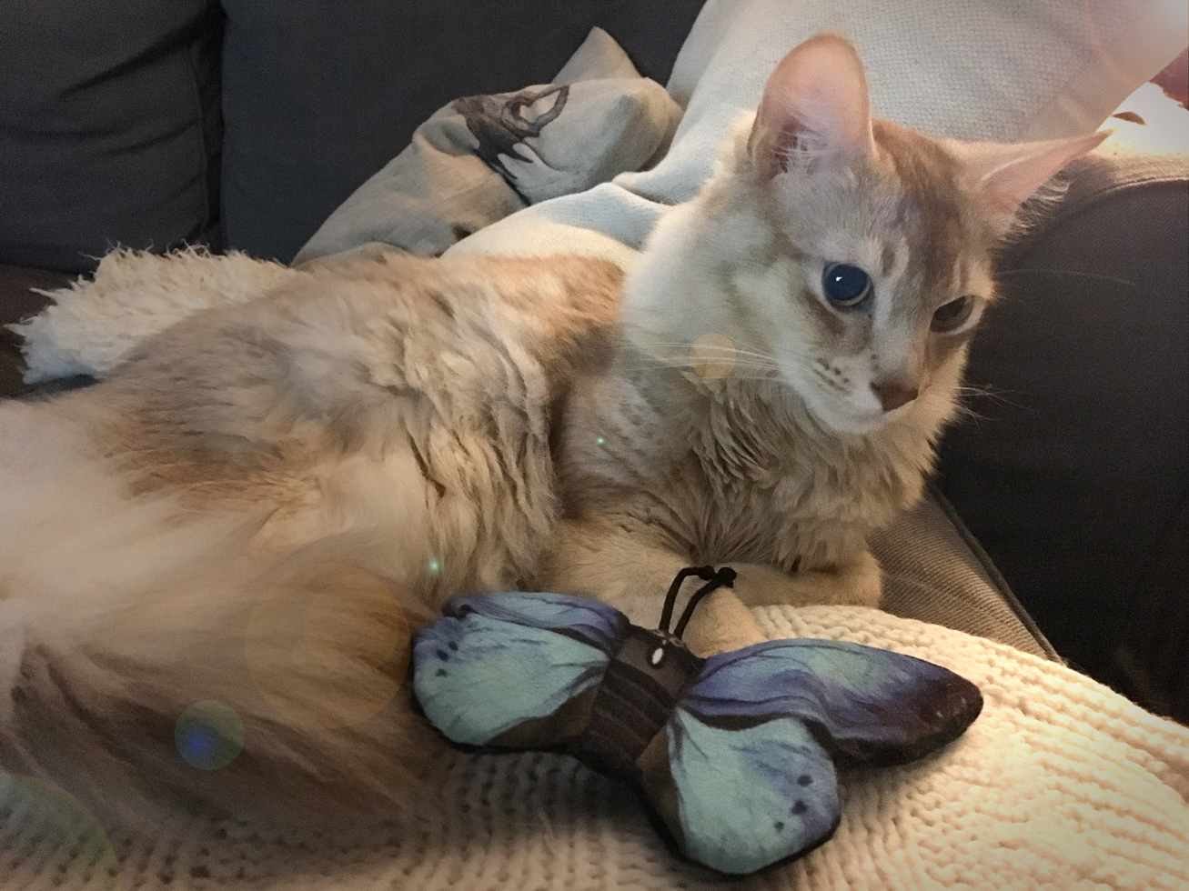 Blue butterfly cat toy filled with catnip