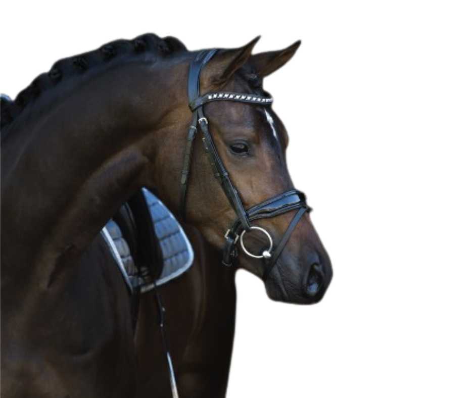 Armani bridle
