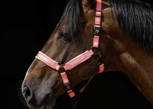 Monzo Headcollar, halter