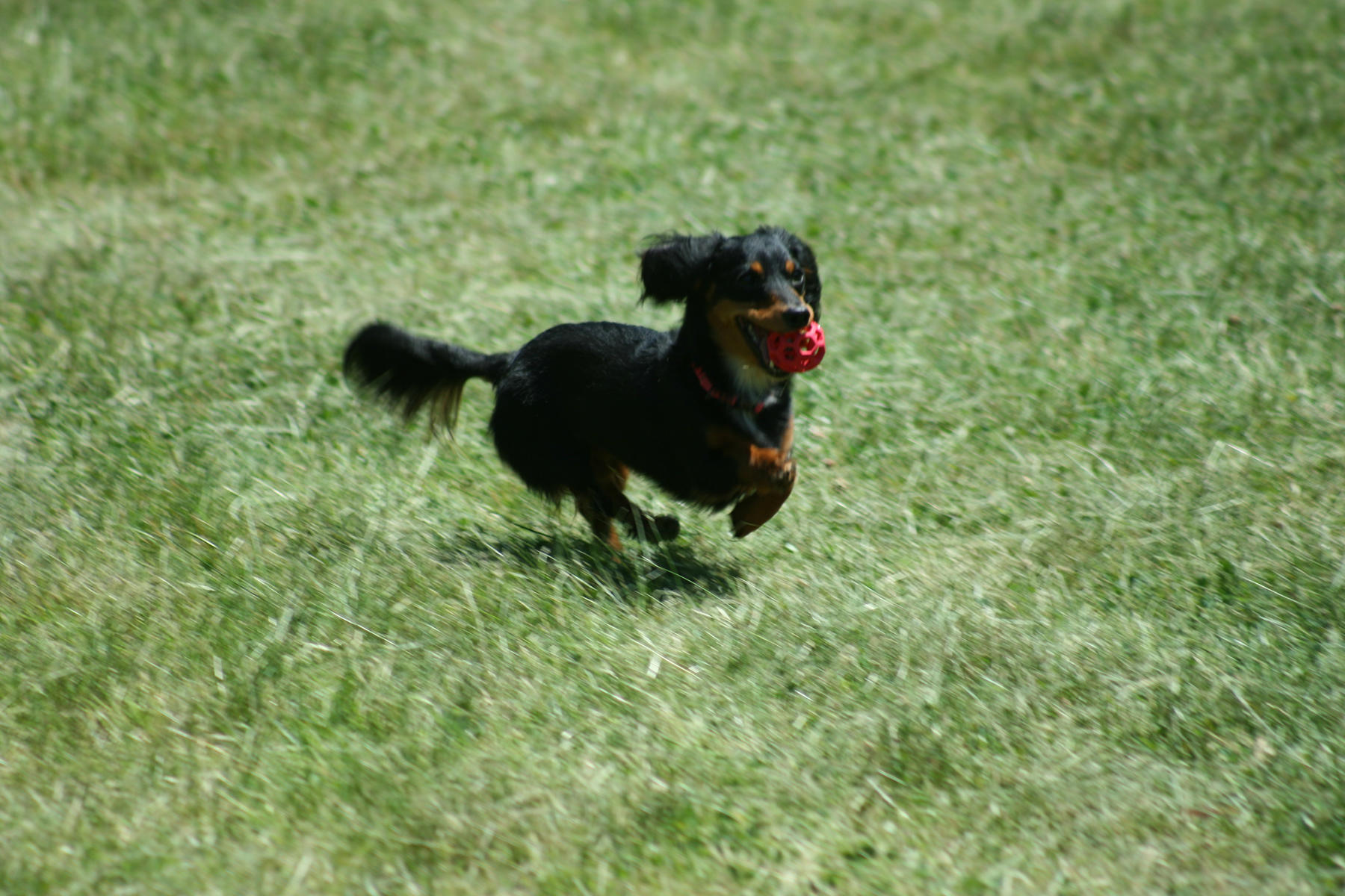 HOL-EE ROLLER S 9 cm