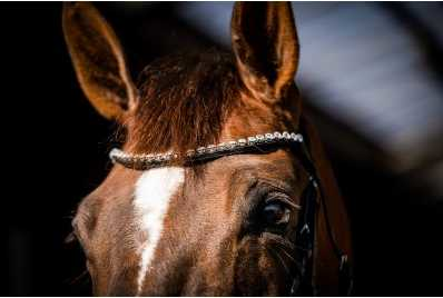 Showtime Special Guy bridle