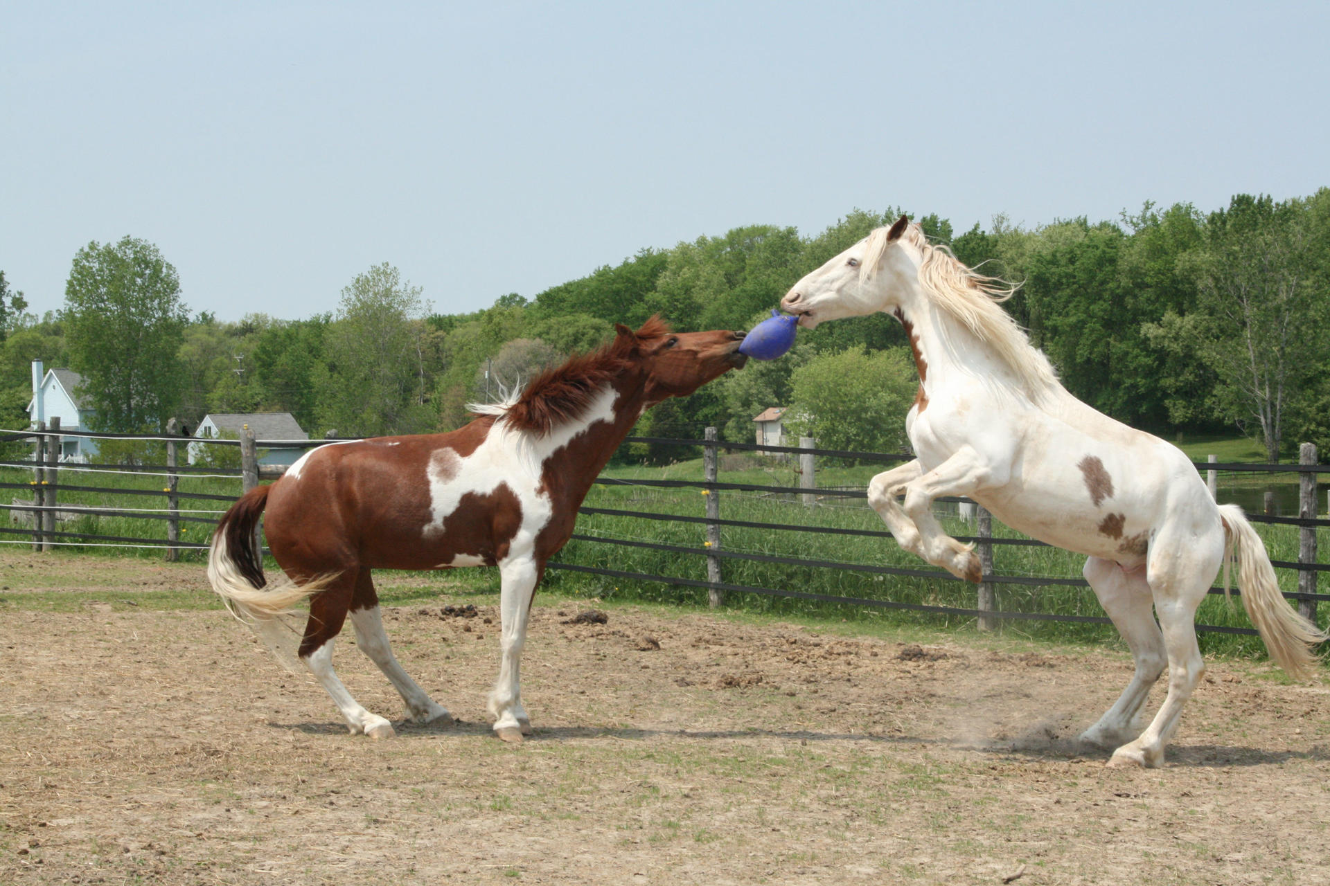 Play ball for horses 2