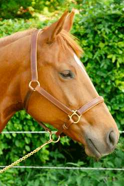 Golden Future Line headcollar, halter