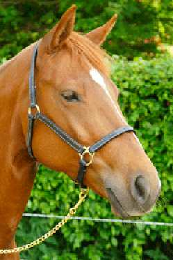 Luxury leather headcollar, halter