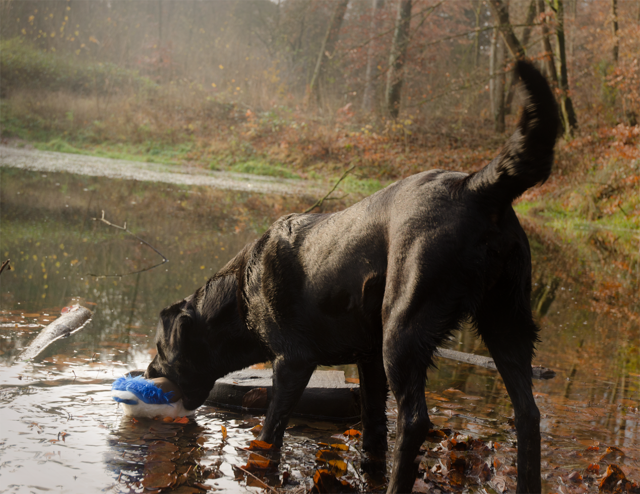 Wild duck dog toy plush