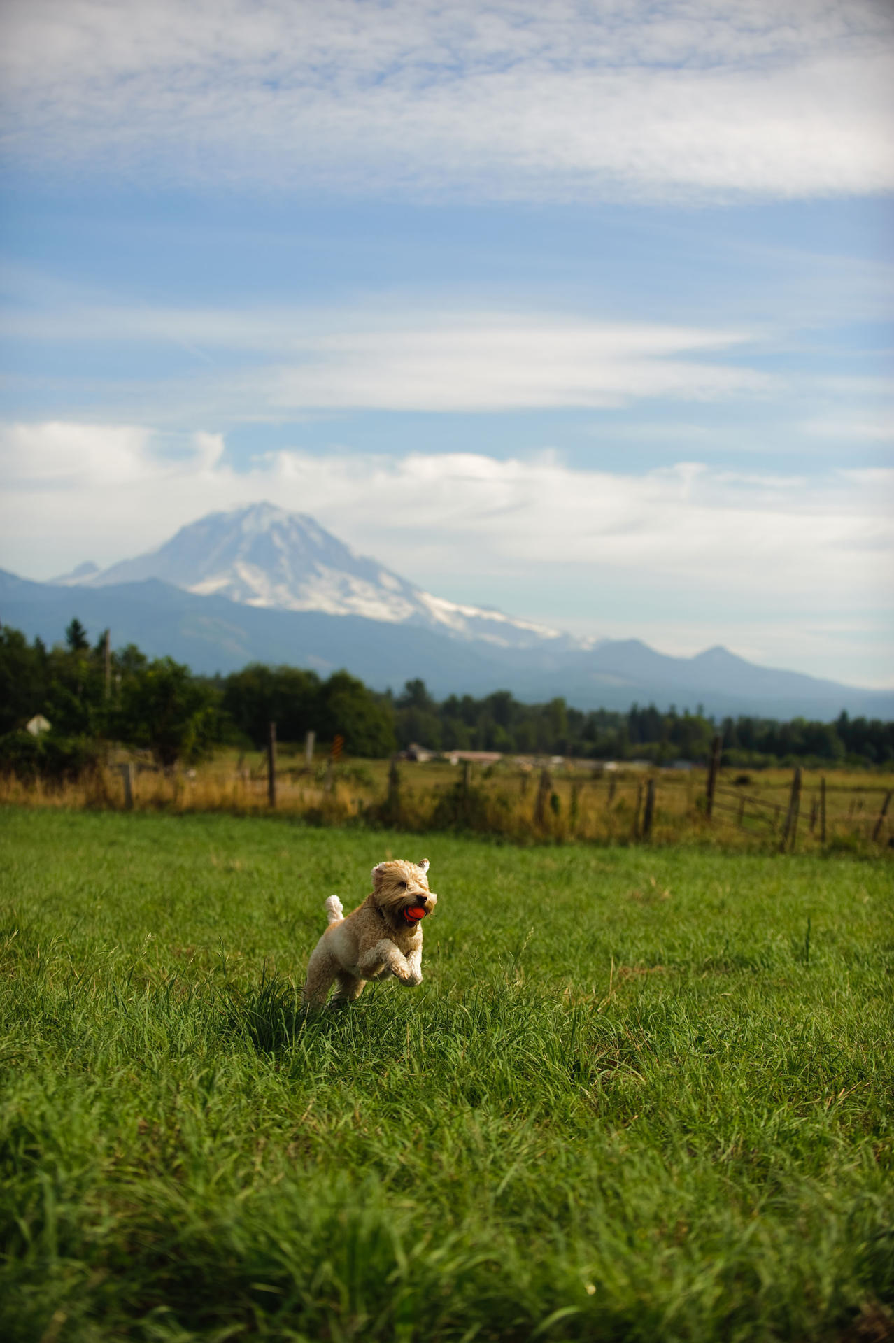 Rubber ball 5 cm 2 pieces