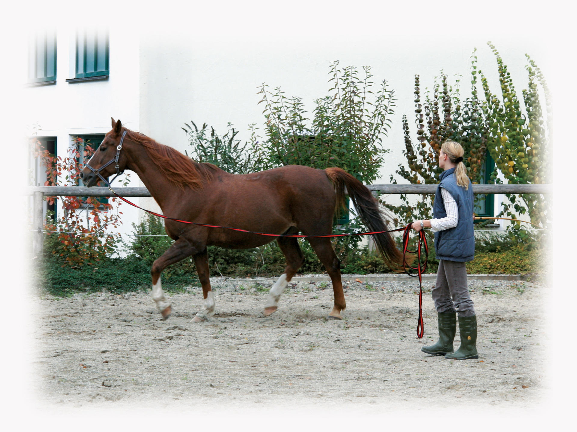 Lunge rope