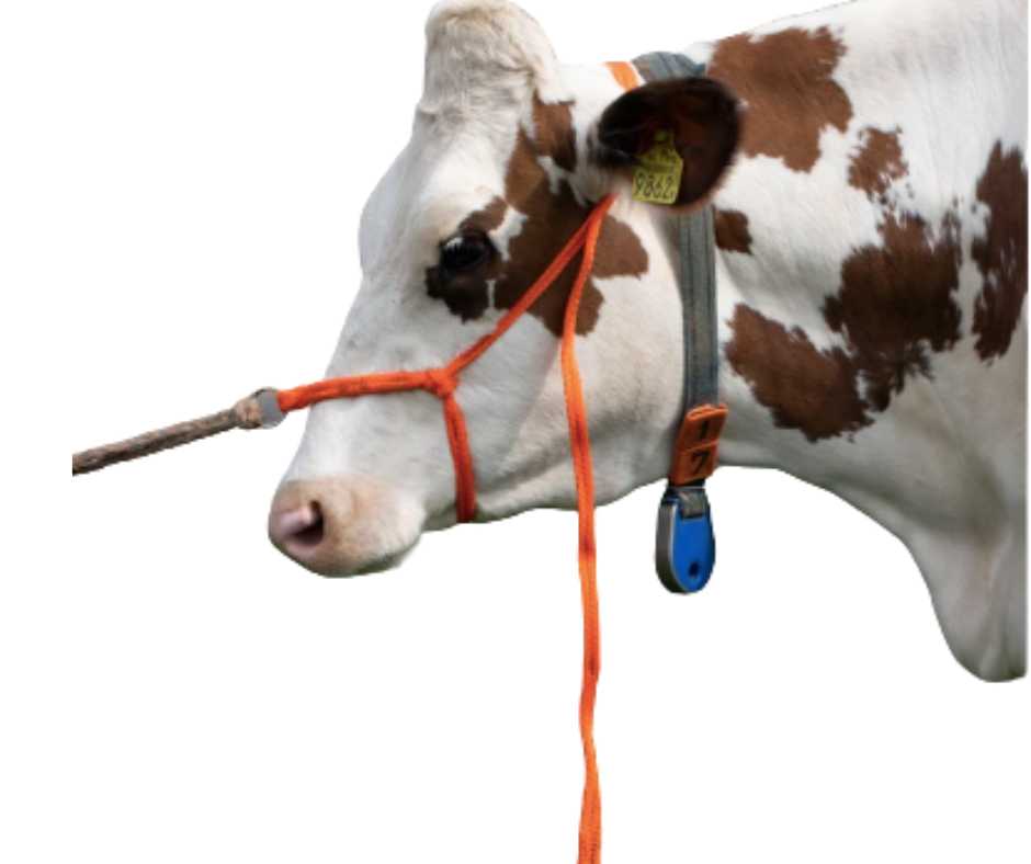 Cow Headcollar and halter