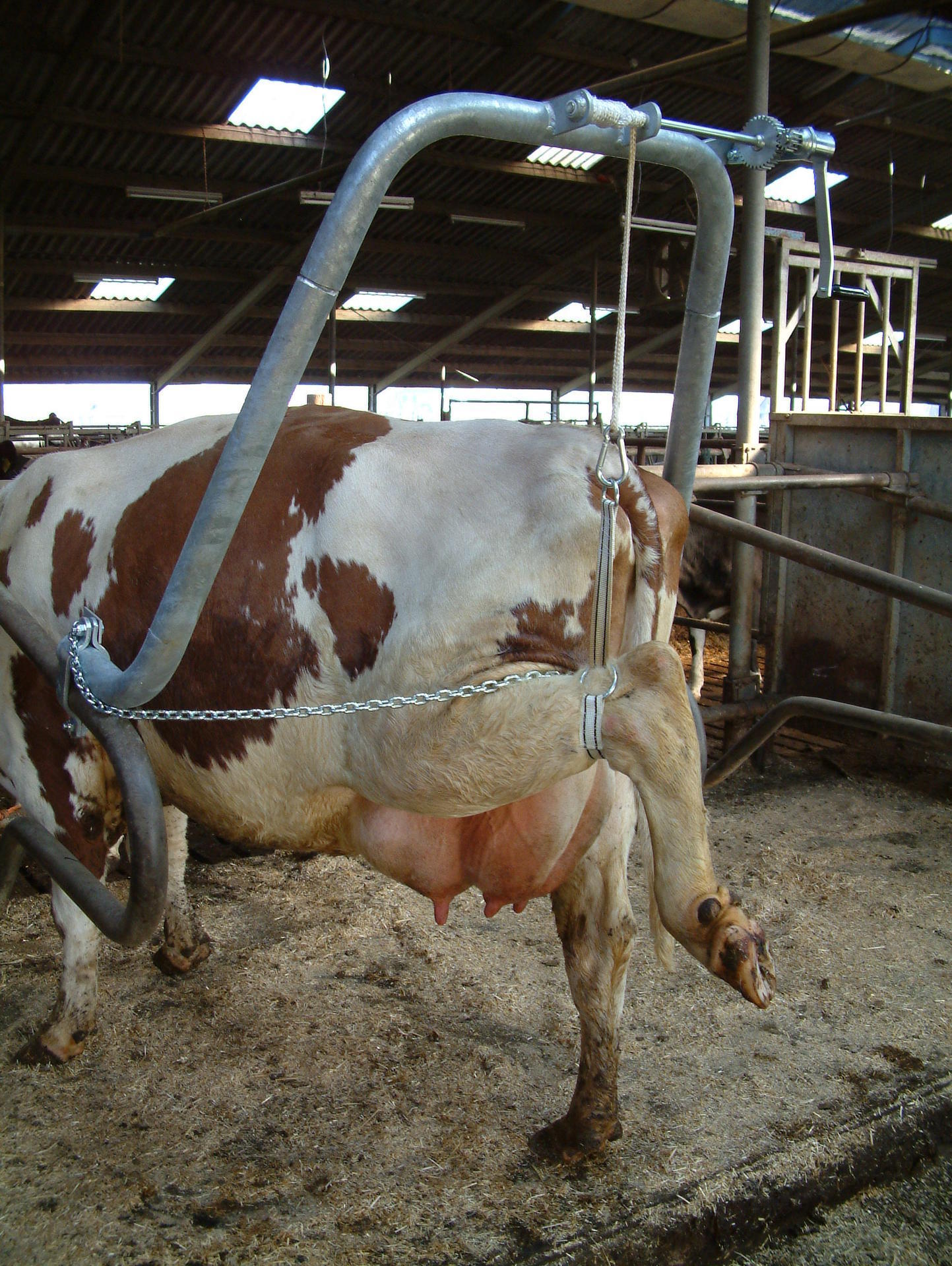 Hoof lifting frame 1.5/2 inch, cattle, hoof care