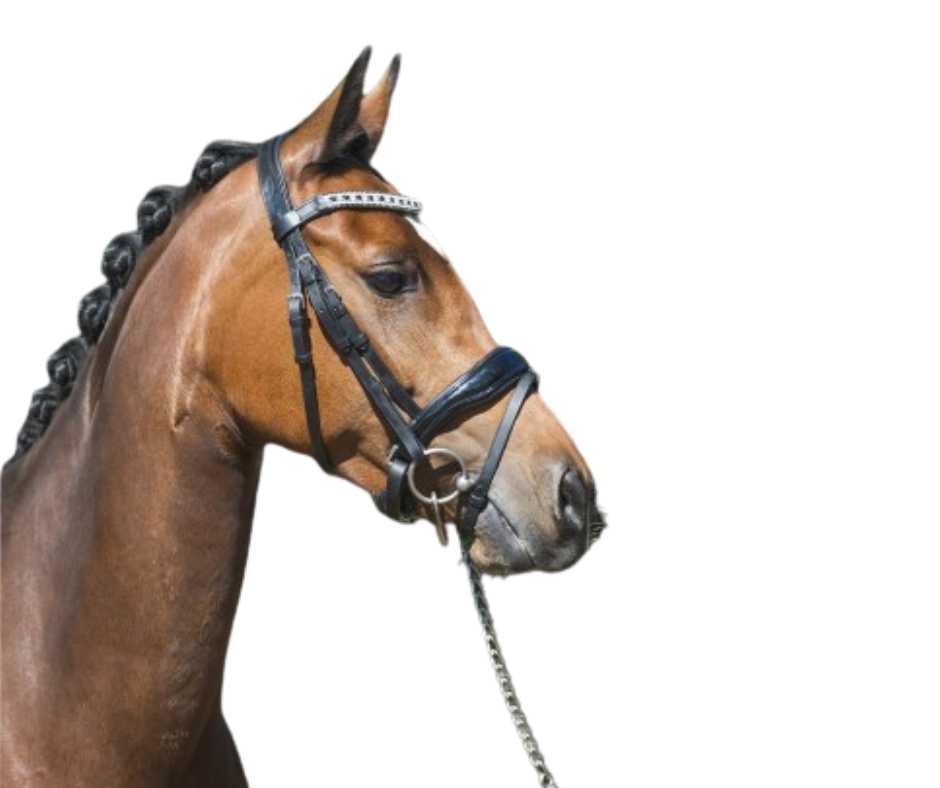 Showtime Camilla mini bridle