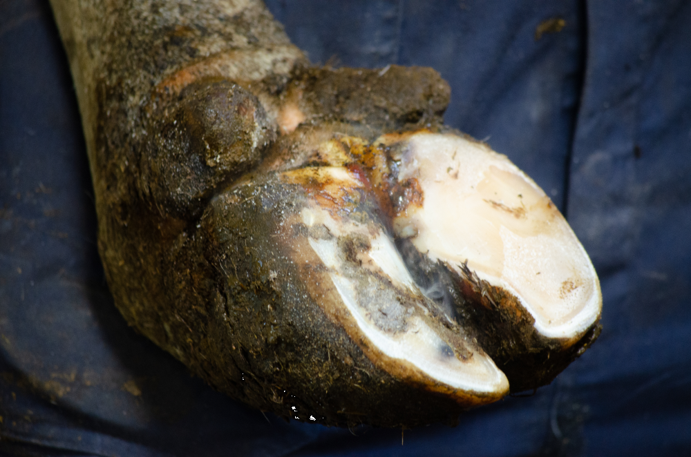 Easysol hoof cleaner, cattle, hoof care