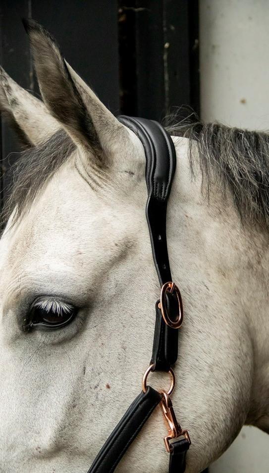 Lecce Showtime headcollar, halter