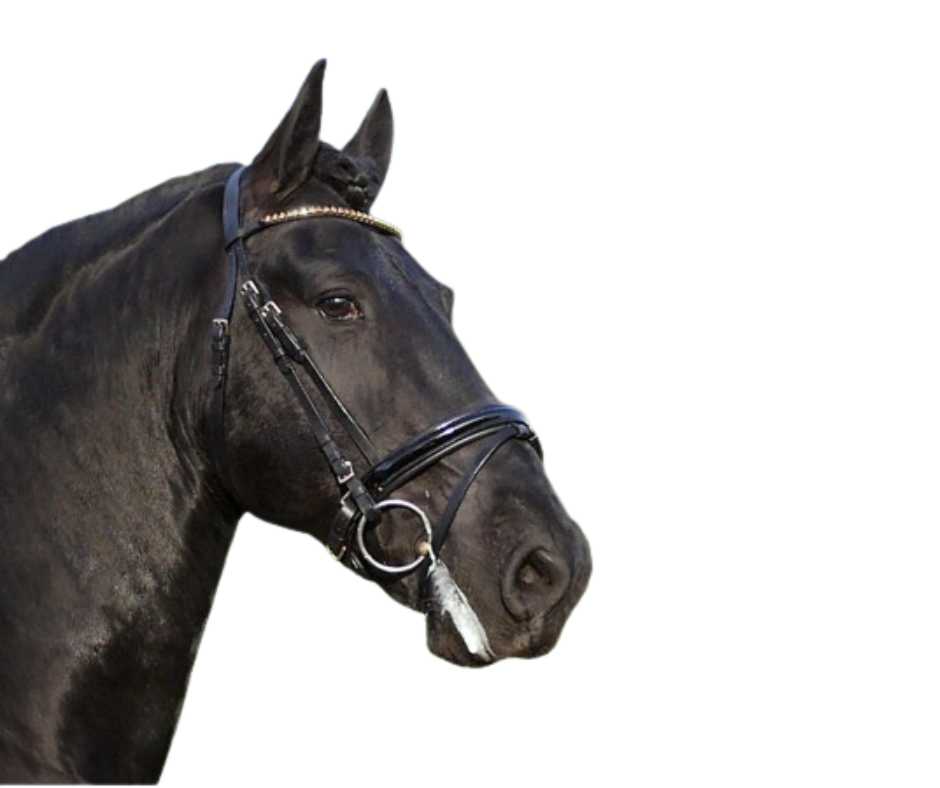 Showtime Brandy bridle