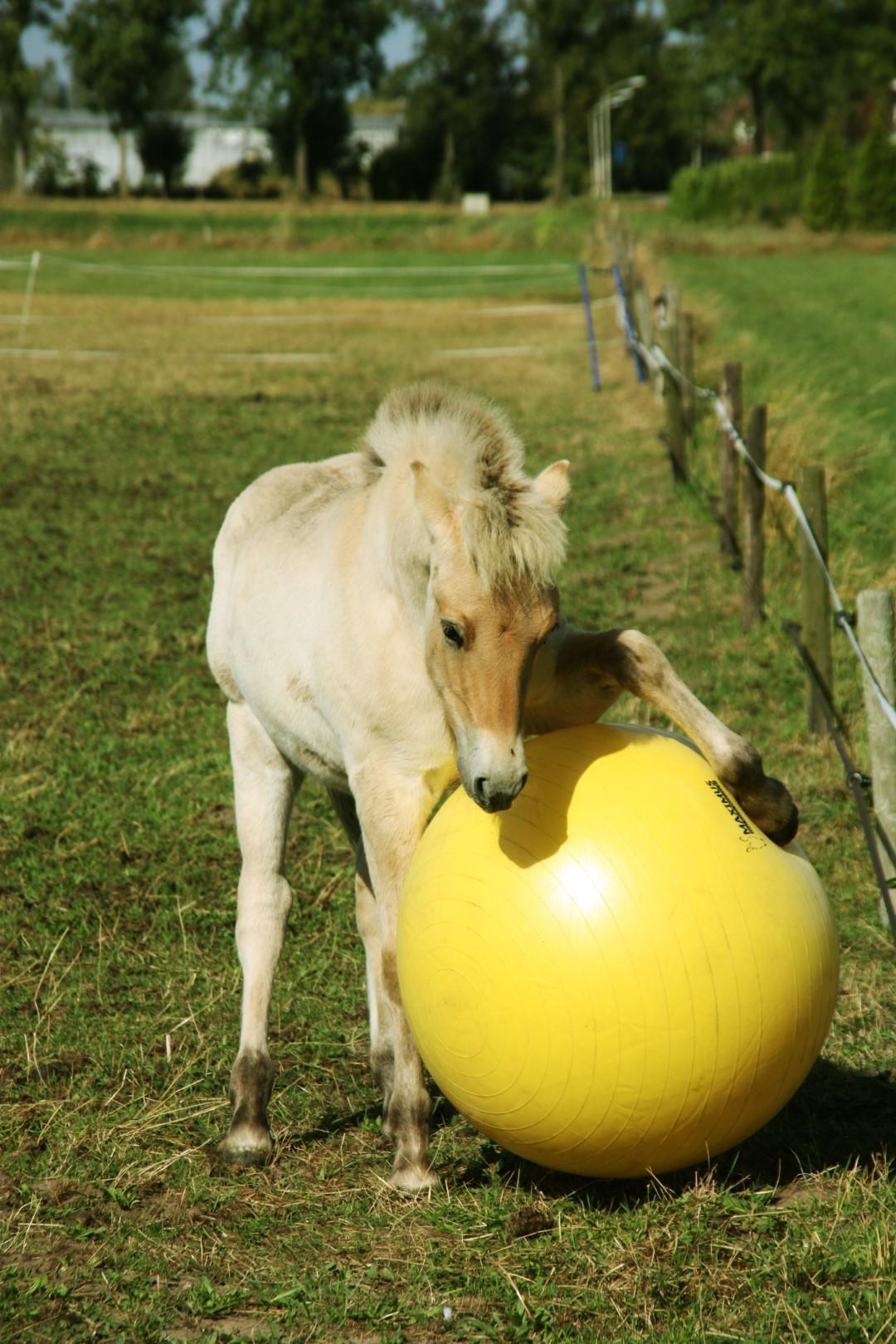 Power Play horse ball 65cm