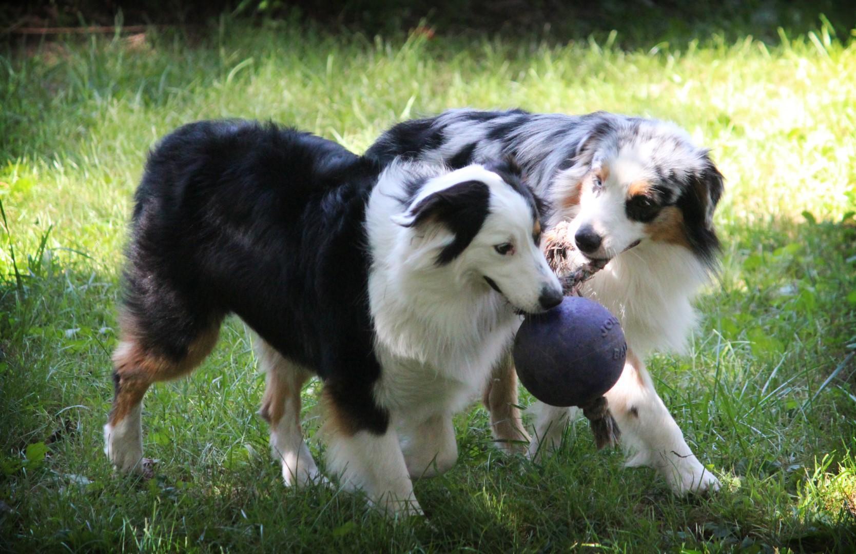 Scented red dog ball with rope