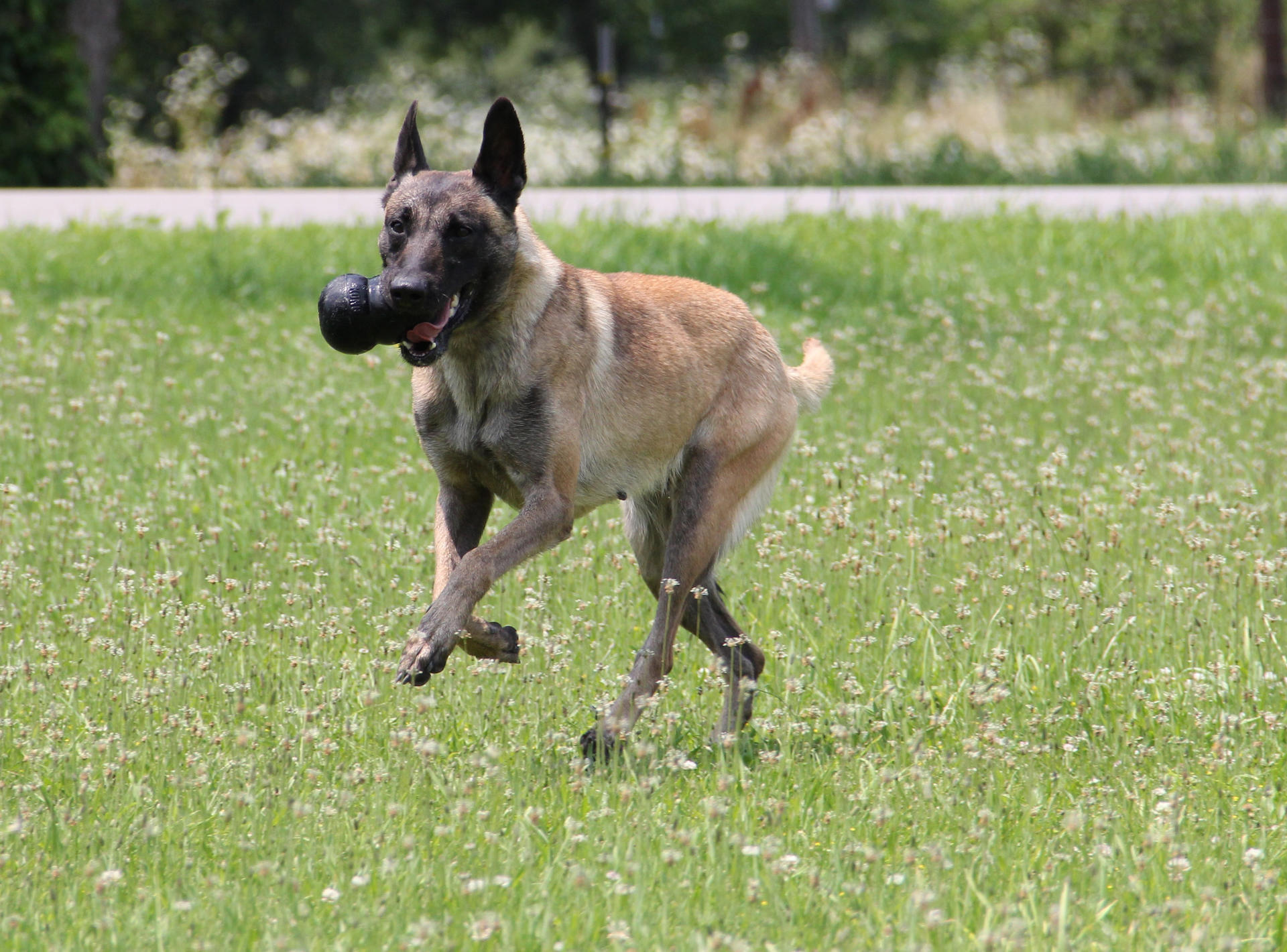 Extreme rewards wallet fillable S 7,6 cm dog toy