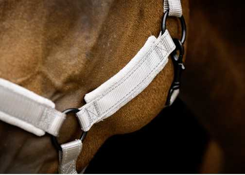 Monzo Headcollar, halter