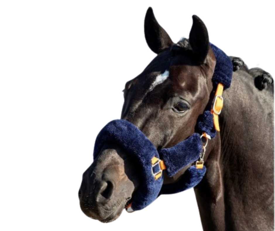 Blue Moon Headcollar, halter