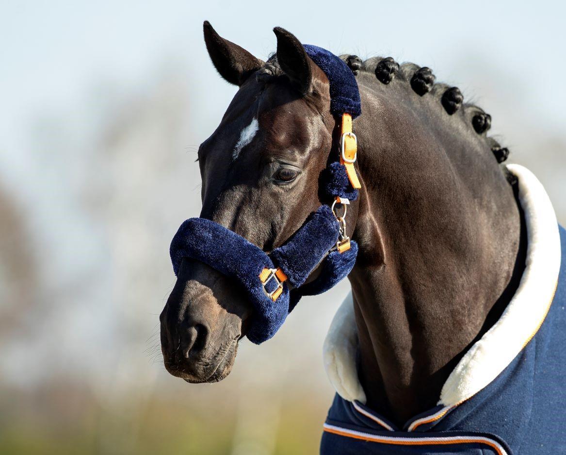 Blue Moon Headcollar, halter
