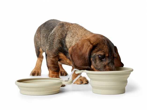Travelling feeding and drinking bowl  for dog