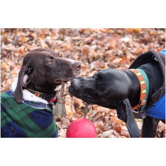 Scented dark blue dog ball with rope