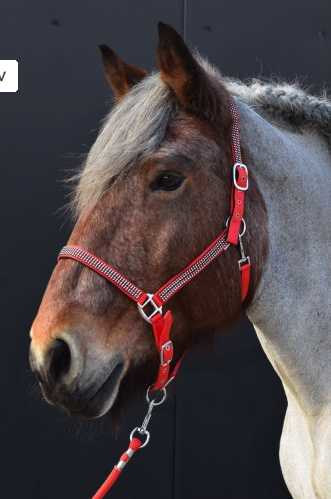Volla Headcollar, halter XXFull