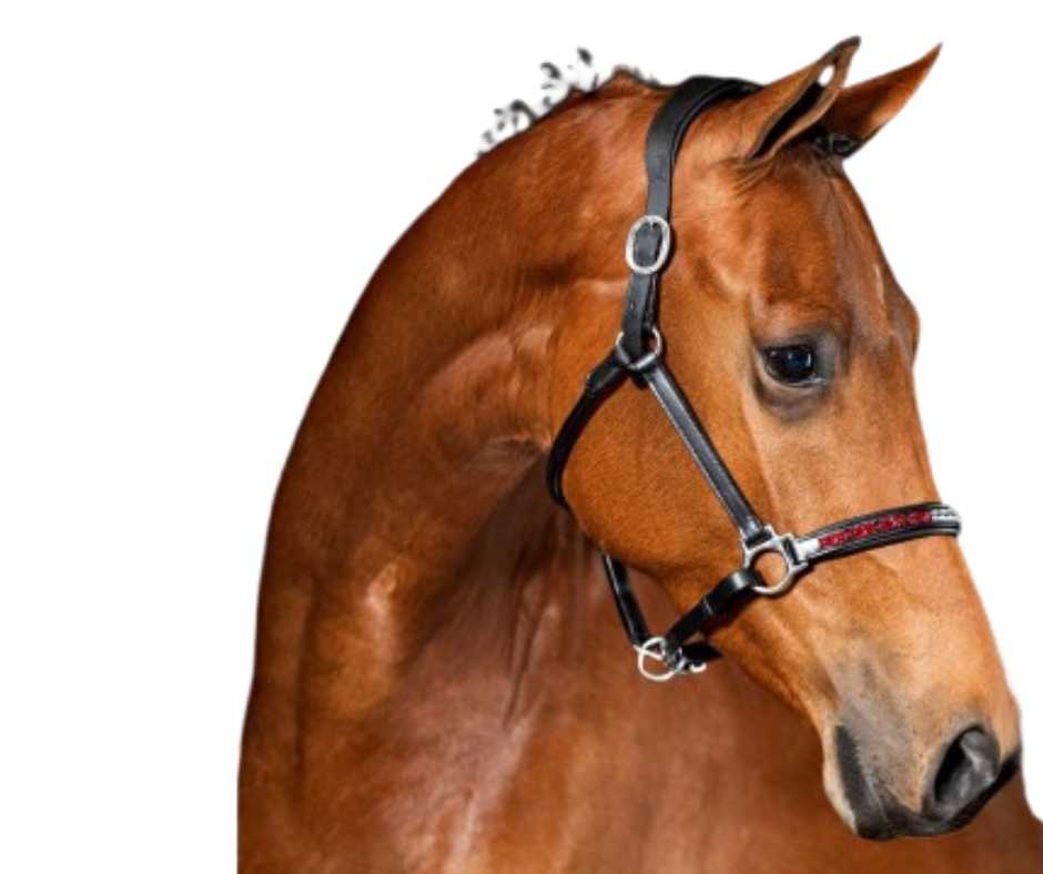 Amy Showtime Headcollar, halter