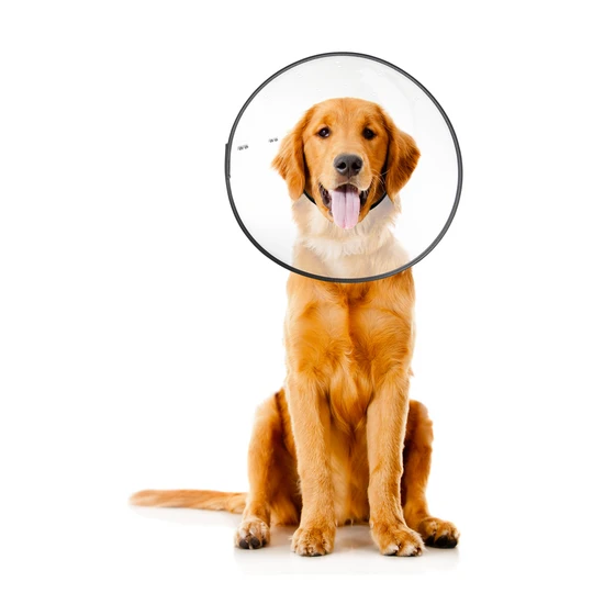 Medical collar for dogs XXL