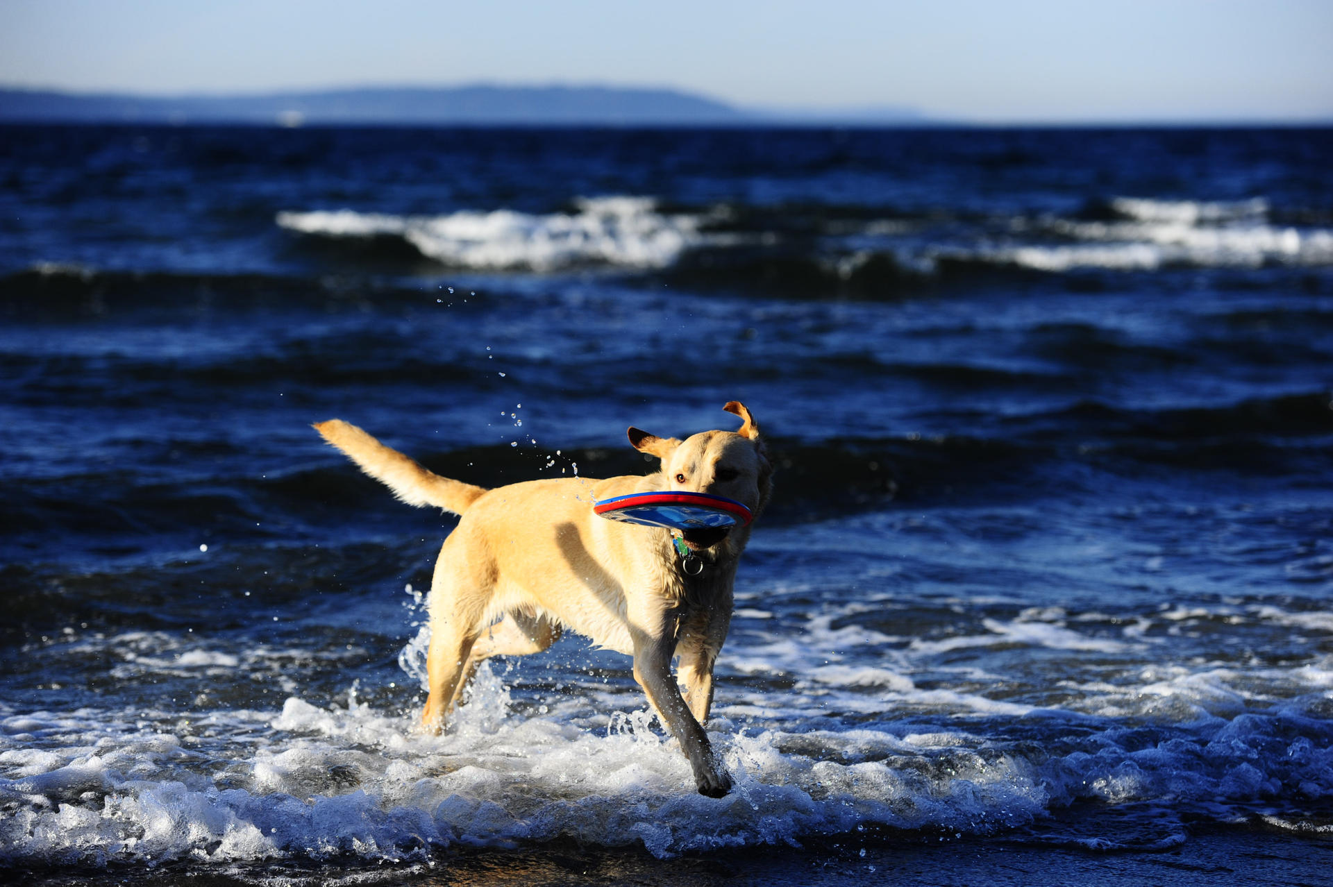Frisbee small dog game
