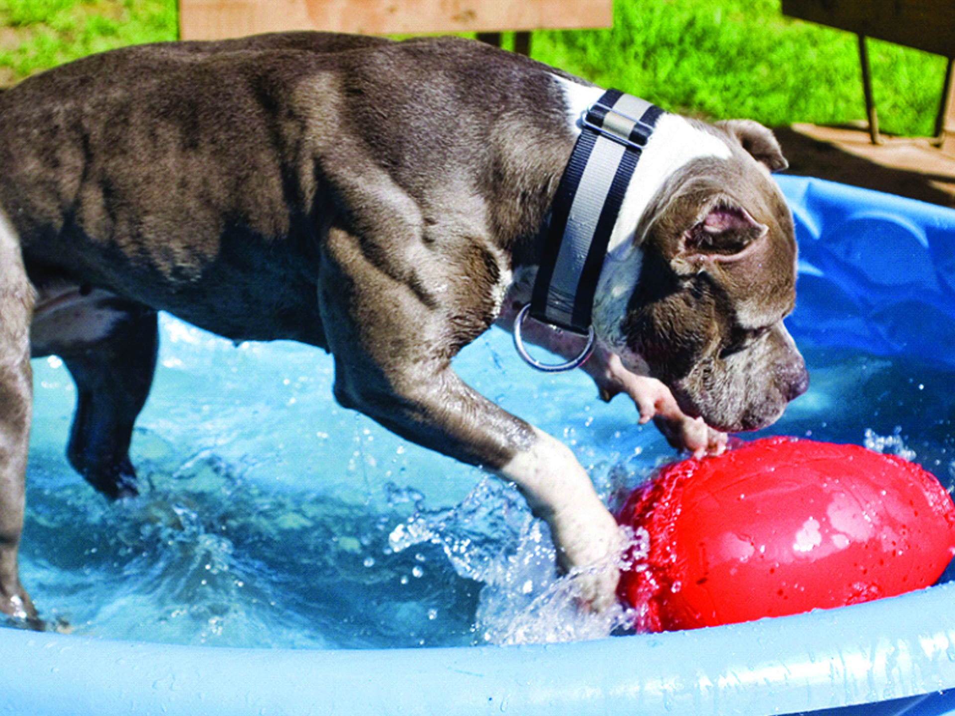 egg-shaped toy 30 cm red dog toy