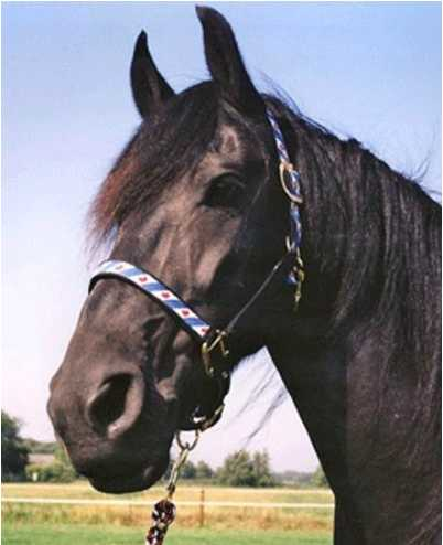 Gela headcollar, halter