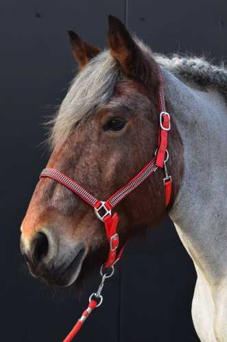 Volla Headcollar,  halter XXFull