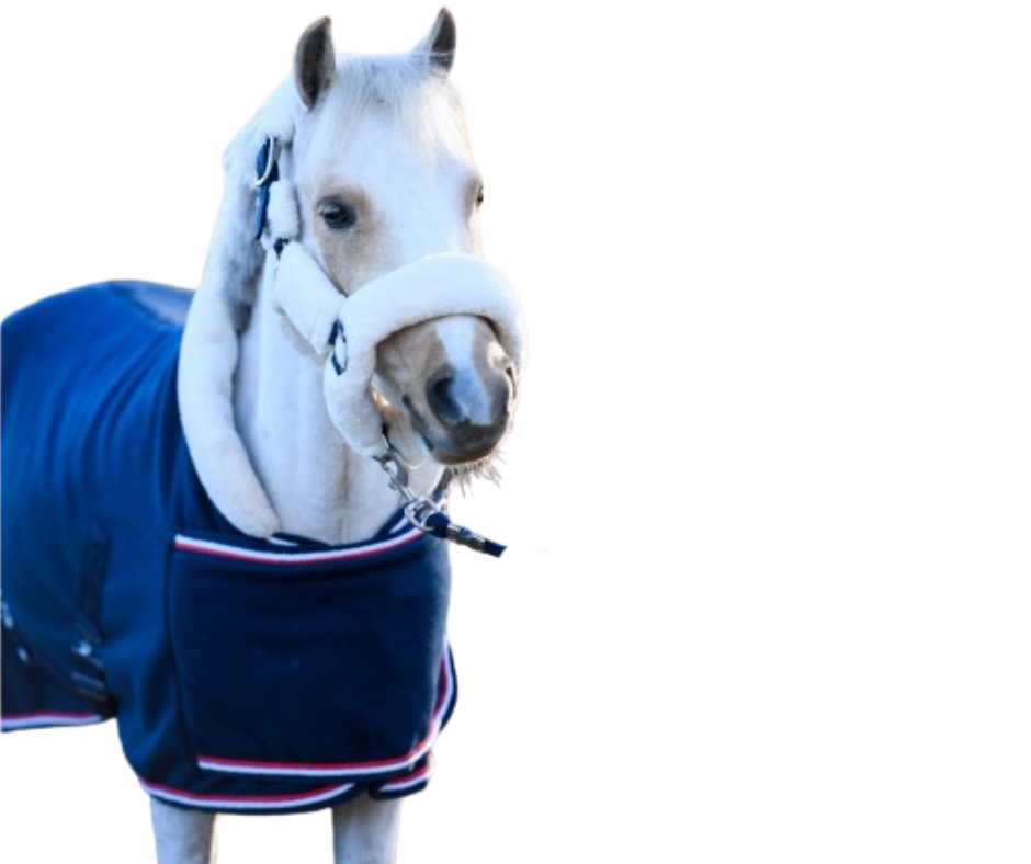 Showtime Harry and Hector horse rug