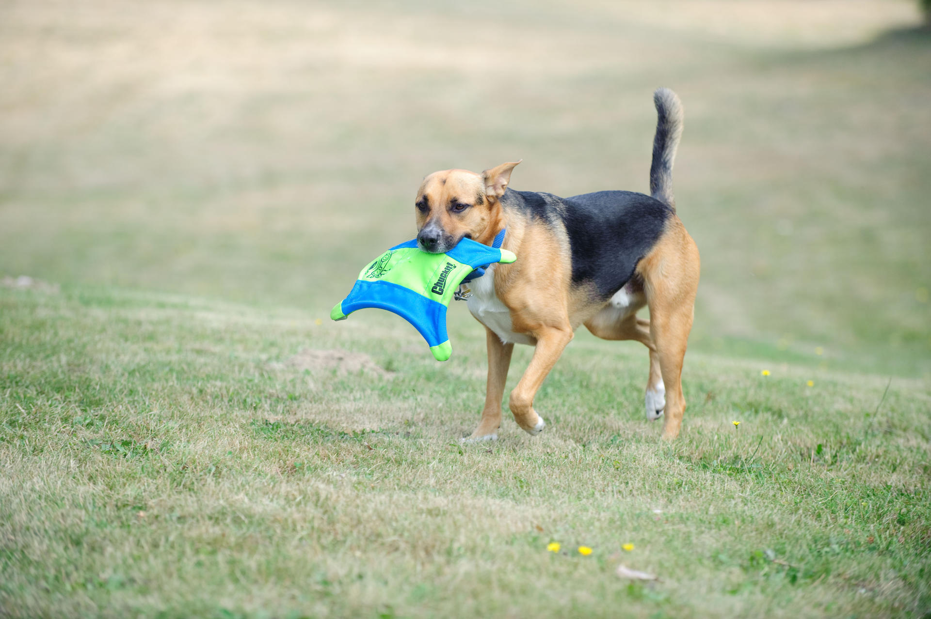 Squirrel shaped throw toy M 35 cm dog toy frisbee