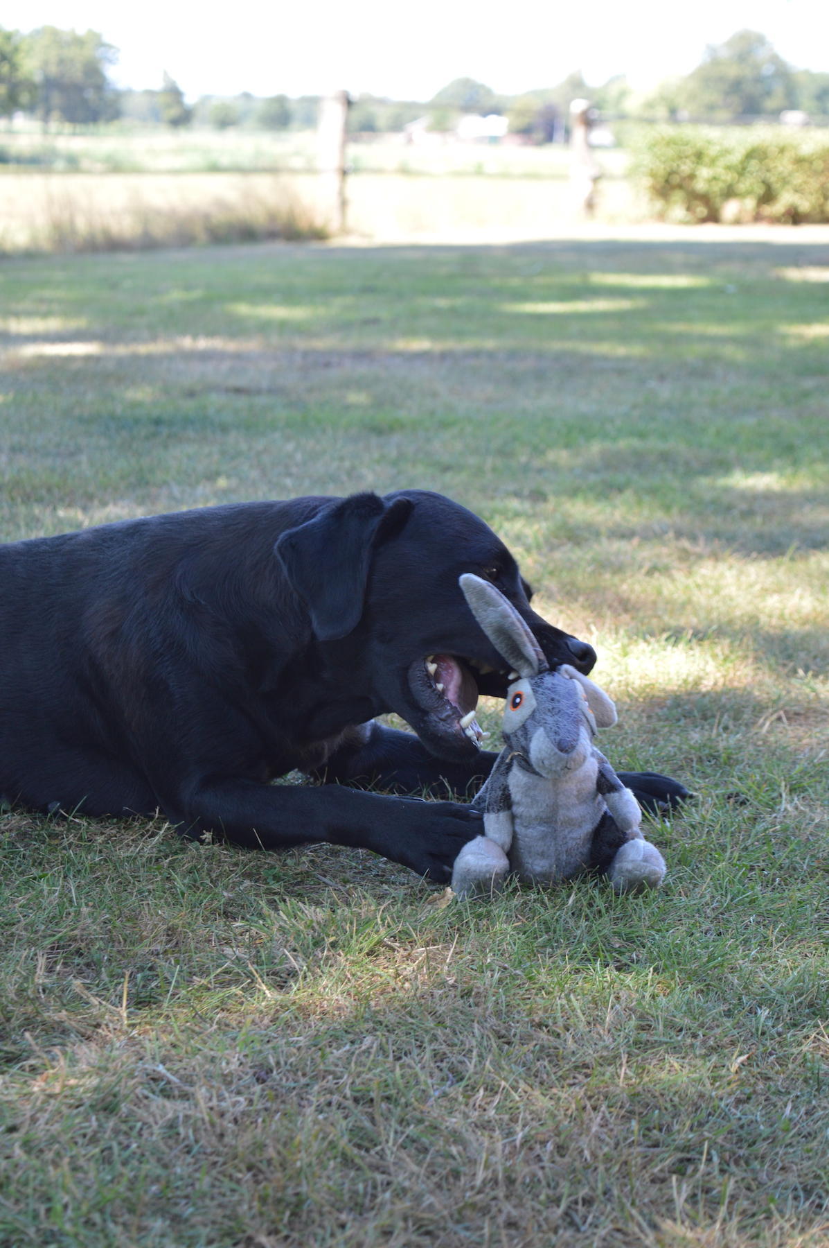 grey rabbit soft dog toy