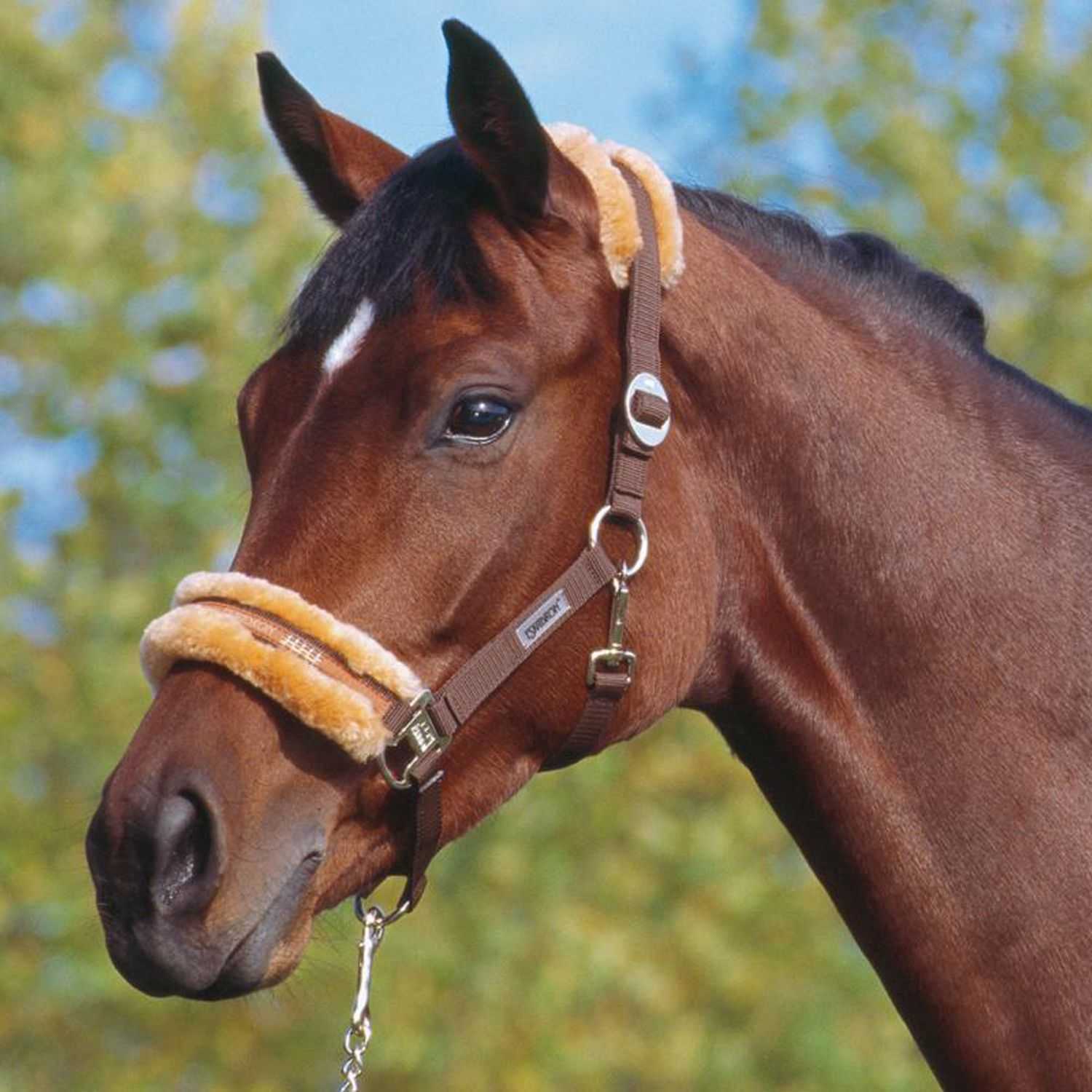 Classic sports headcollar