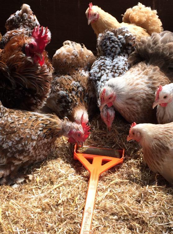 Hentastic Fun Feeder ideal for hand feeding poultry