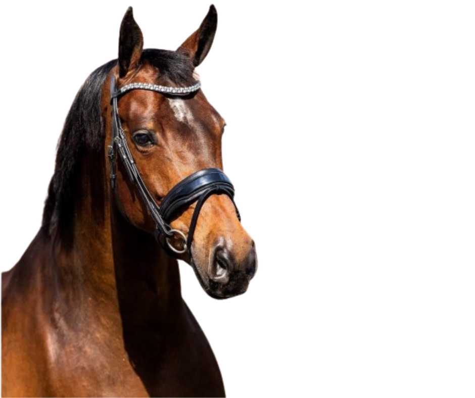 Show time bridle decorated